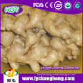 Ginger Root/Air Dried Ginger/Fresh Ginger